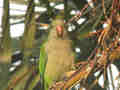 Conure veuve Myiopsitta monachus