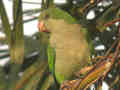 Conure veuve Myiopsitta monachus