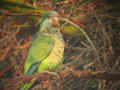 Conure veuve Myiopsitta monachus