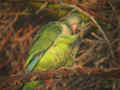 Conure veuve Myiopsitta monachus