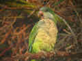 Conure veuve Myiopsitta monachus