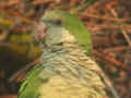 Conure veuve Myiopsitta monachus