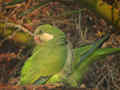 Conure veuve Myiopsitta monachus