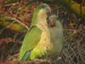 Conure veuve Myiopsitta monachus