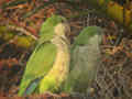 Conure veuve Myiopsitta monachus