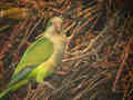 Conure veuve Myiopsitta monachus