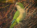 Conure veuve Myiopsitta monachus