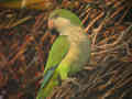 Conure veuve Myiopsitta monachus