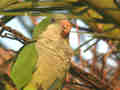 Conure veuve Myiopsitta monachus