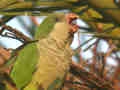 Conure veuve Myiopsitta monachus