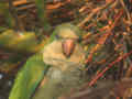 Conure veuve Myiopsitta monachus