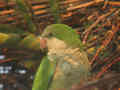 Conure veuve Myiopsitta monachus