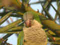 Conure veuve Myiopsitta monachus