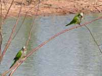 Conure veuve Myiopsitta monachus