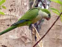 Conure veuve Myiopsitta monachus