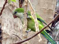 Conure veuve Myiopsitta monachus