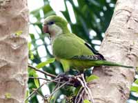 Conure veuve Myiopsitta monachus