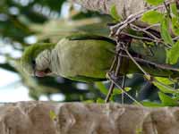 Conure veuve Myiopsitta monachus