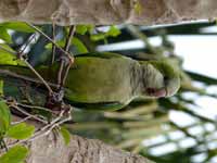 Conure veuve Myiopsitta monachus