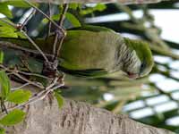 Conure veuve Myiopsitta monachus