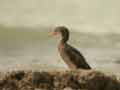 Cormoran africain Phalacrocorax africanus