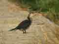 Cormoran africain Phalacrocorax africanus