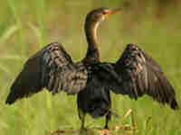 Cormoran africain Phalacrocorax africanus