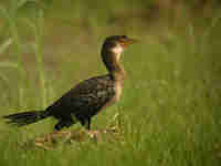 Cormoran africain Phalacrocorax africanus