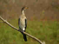 Cormoran africain Phalacrocorax africanus