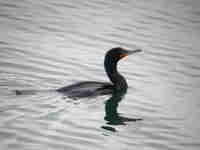 Cormoran à aigrettes Phalacrocorax auritus