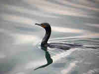 Cormoran à aigrettes Phalacrocorax auritus