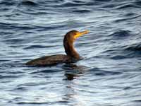 Cormoran à aigrettes Phalacrocorax auritus