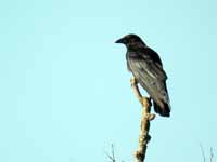 Corneille d'Amérique Corvus brachyrhynchos