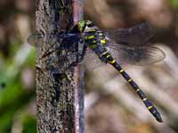 Cordulégastre annelé Cordulegaster boltonii