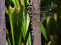 Cordulégastre annelé Cordulegaster boltonii