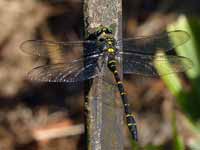 Cordulégastre annelé Cordulegaster boltonii