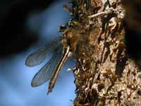 Cordulie bronzée (Cordulia aenea)