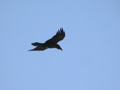 Corbeau brun Corvus ruficollis