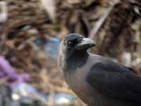 Corbeau familier Corvus splendens