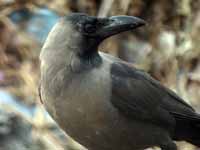 Corbeau familier Corvus splendens