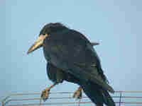 Corbeau freux Corvus frugilegus