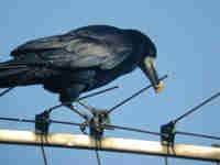 Corbeau freux Corvus frugilegus