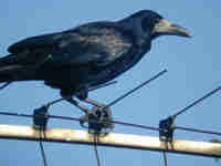 Corbeau freux Corvus frugilegus