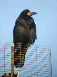 Corbeau freux Corvus frugilegus