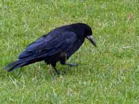 Corbeau freux Corvus frugilegus