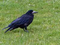 Corbeau freux Corvus frugilegus