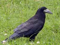 Corbeau freux Corvus frugilegus