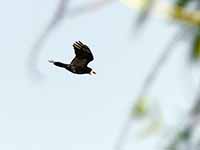 Corbeau freux Corvus frugilegus