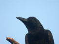 Corbeau à gros bec Corvus macrorhynchos