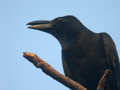 Corbeau à gros bec Corvus macrorhynchos